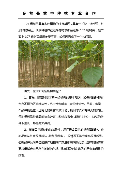 河南杨树苗基地低价批发,品种纯正