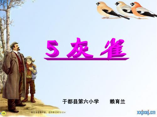 《5灰雀》