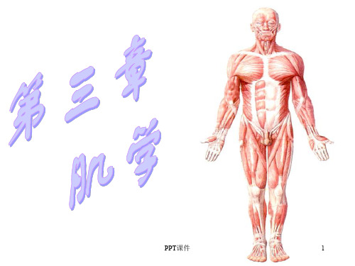 运动解剖学(肌学)  ppt课件