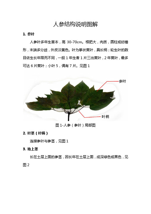 人参结构说明及图解(人参标本版)