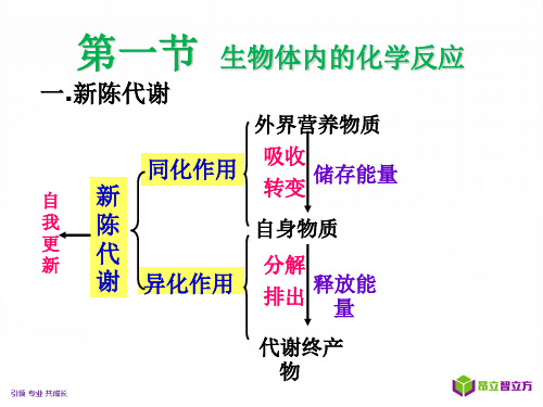 4.1 生物体内的化学反应