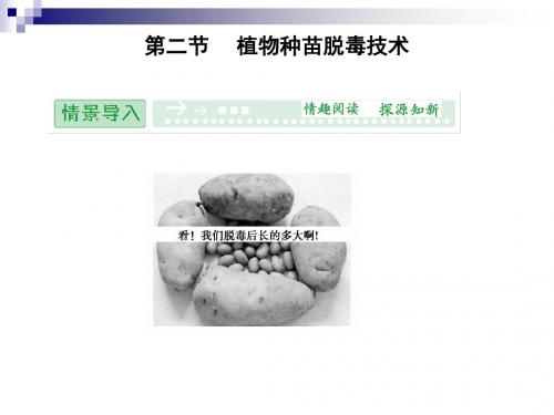5.2 植物种苗脱毒技术 课件(中图版选修1)