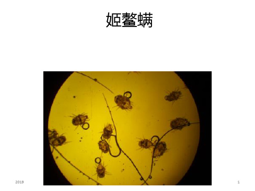 宠物临床镜检图片ppt课件