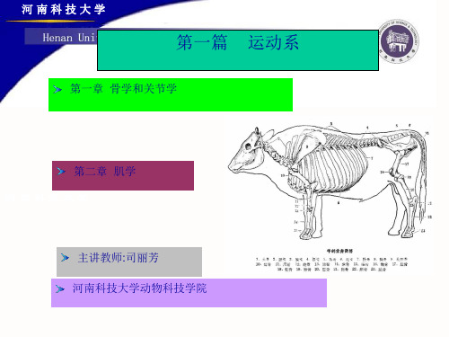 骨学和关节学