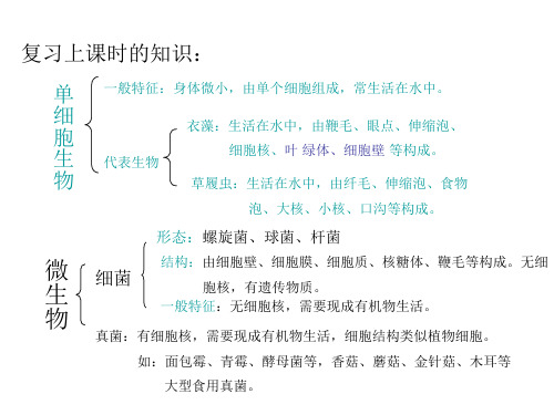 显微镜下的生物(第二课时)(PPT)5-3