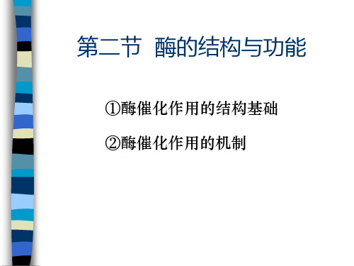 酶的结构与功能