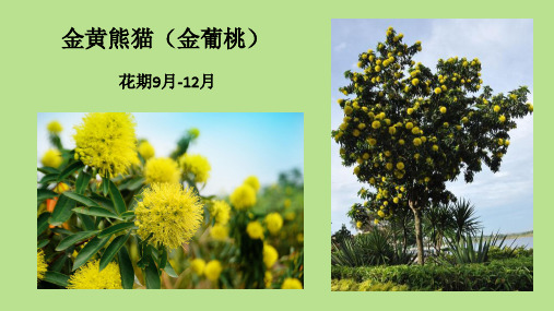 观花类乔灌木品种(广东) 20181016