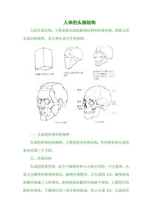 人物素描：人体头部结构图