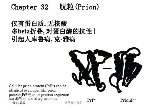 医学微生物学-第32章朊粒PPT课件