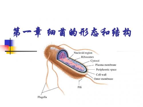医学微生物学第一章 细菌的形态和结构