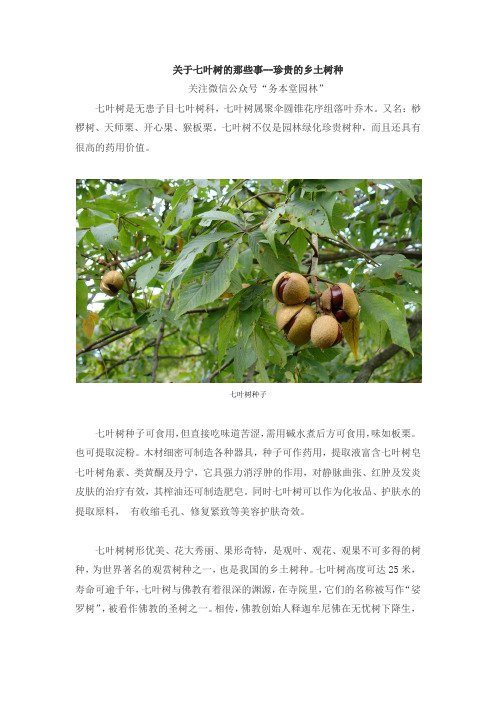 关于七叶树的那些事--珍贵的乡土树种