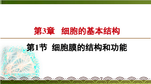 新【人教版材】核酸实用ppt2
