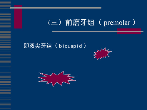 前磨牙组双尖牙的特点及作用