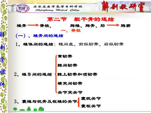 7躯干、颅骨连结