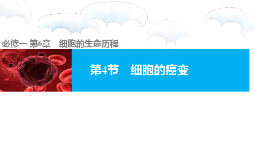 生物必修一 第6章第4节   细胞的癌变