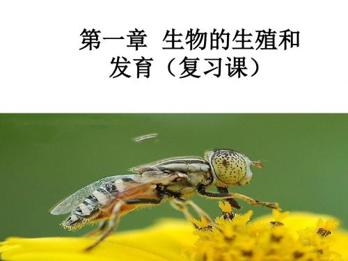 生物的生殖和发育PPT课件19 人教版