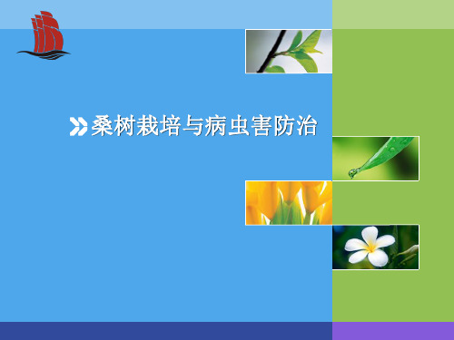桑树栽培与病虫害(1)
