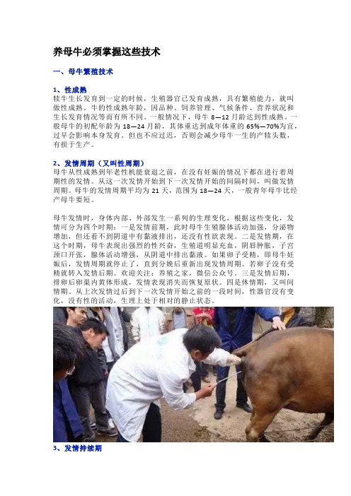 养母牛必须掌握这些技术