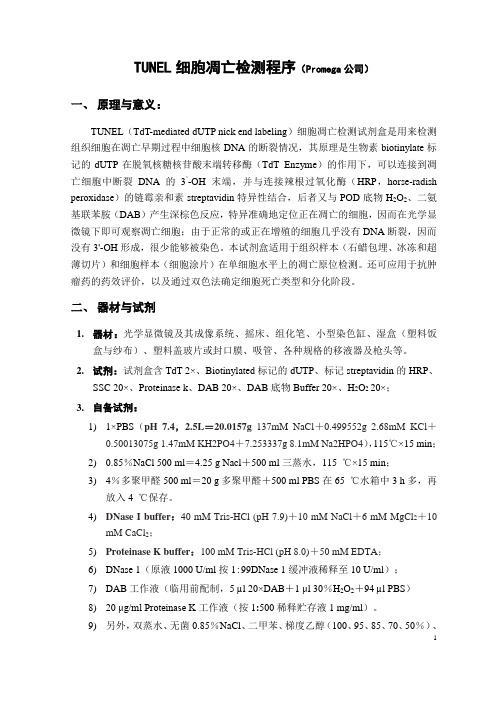 TUNEL细胞凋亡检测程序