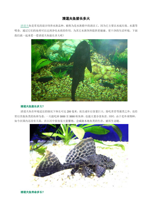 清道夫鱼能长多大