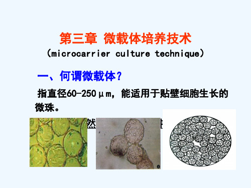 第三章微载体培养技术