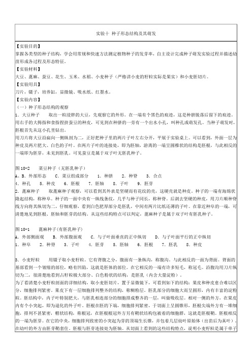 种子形态结构及其萌发