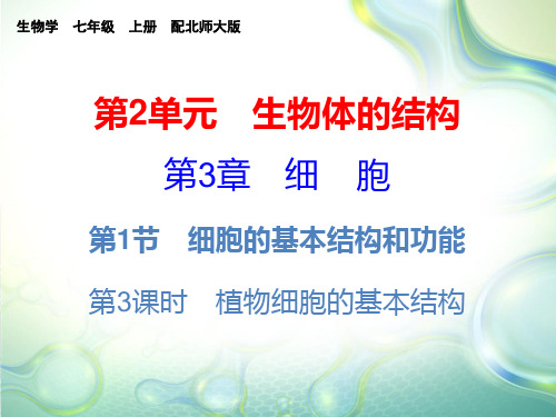 北师大版七年级上册生物第3章  第1节 第3课时课件