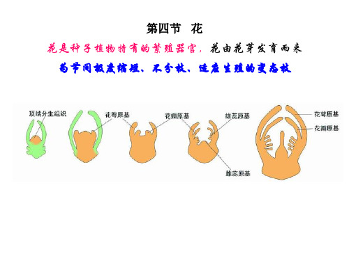 植物的器官