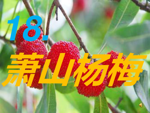 语文S版四下《萧山杨梅》ppt课件[1]