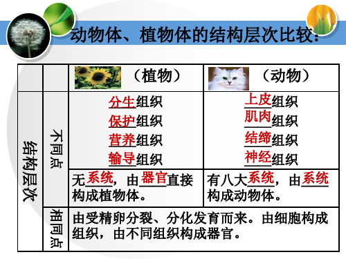 人教版七年级生物上册  2.2.4 单细胞生物