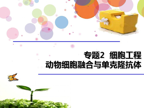 新课动物细胞融合与单克隆抗体