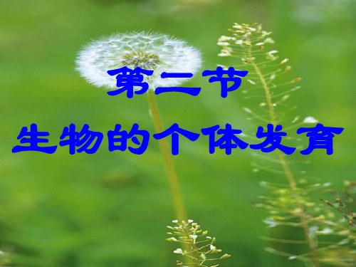 被子植物个体发育课件(较好)