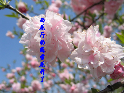 语文版九年级语文上学期《西花厅的海棠花又开了》公开课课件