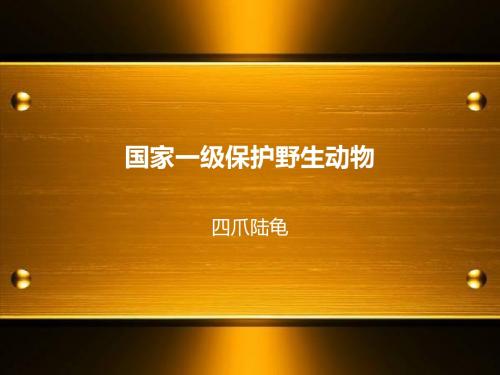 四爪陆龟(精品)