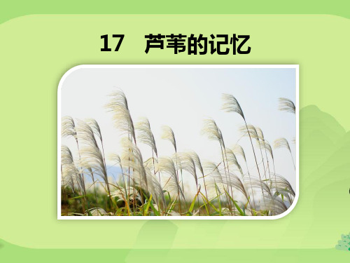 《芦苇的记忆》