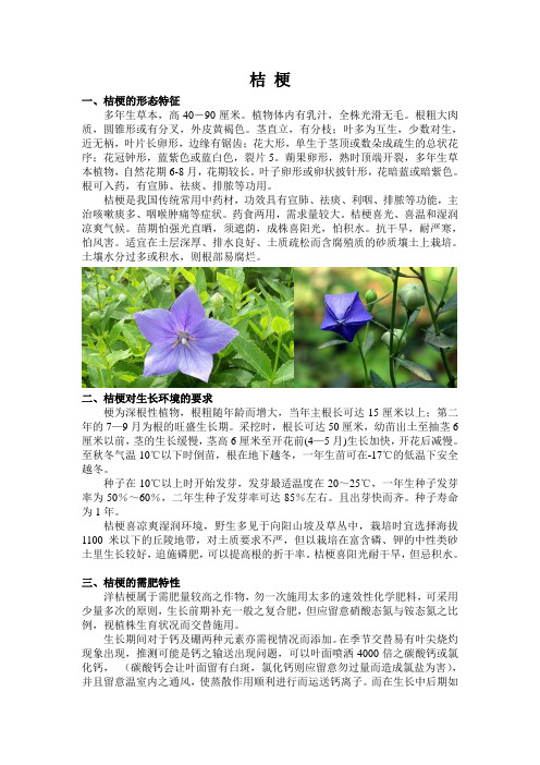 桔梗