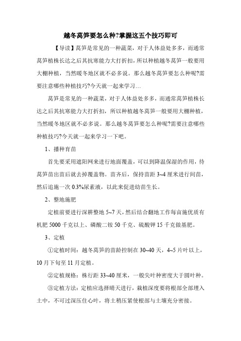 越冬莴笋要怎么种-掌握这五个技巧即可.doc