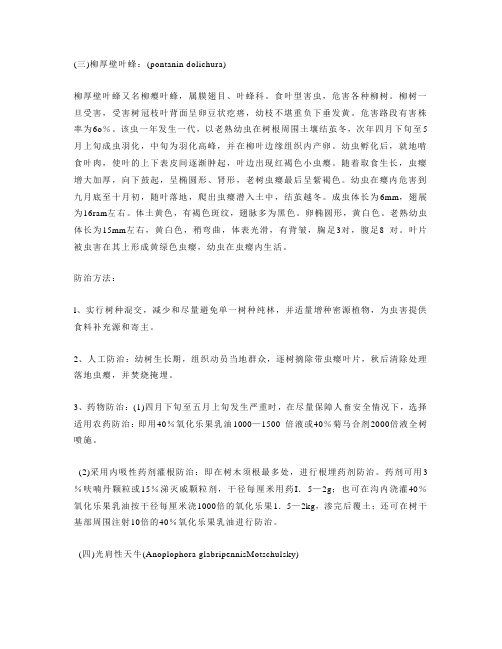竹柳种植技术系列5