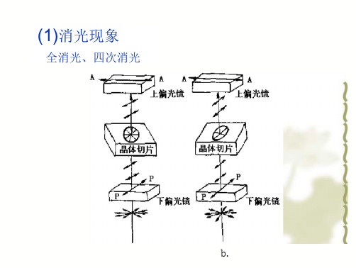 偏光显微镜