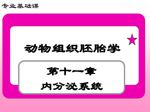 组织胚胎学课件：内分泌