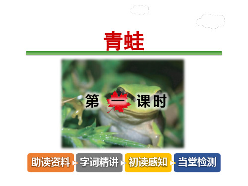 青蛙PPT课件
