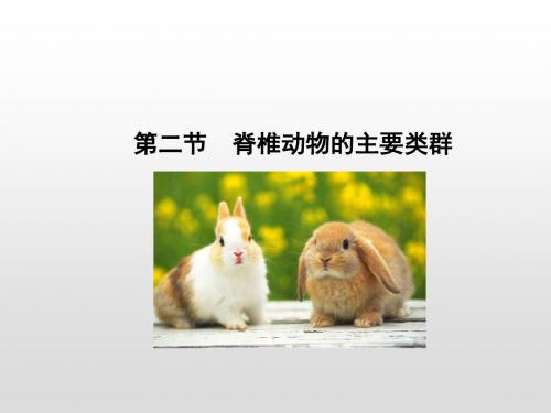 济南版七年级生物上册课件：第2单元 第2章 第二节 脊椎动物的主要类群(共31张PPT)