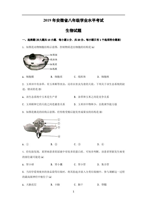 【生物】2019年安徽省中考试题(word版-含答案)