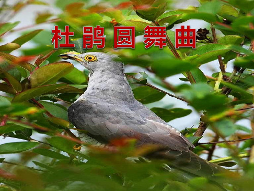 《杜鹃圆舞曲》PPT课件