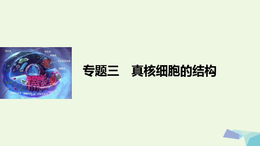 高考生物二轮复习专题三真核细胞的结构课件