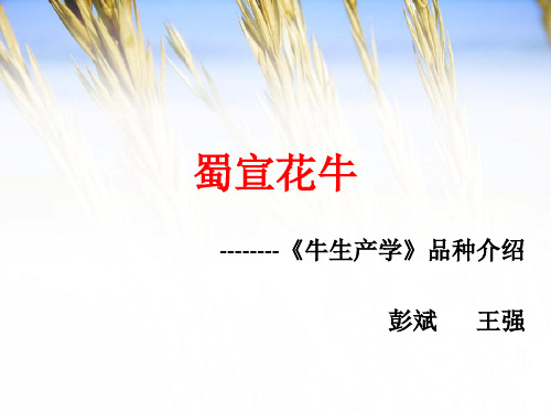 蜀宣花牛品种介绍