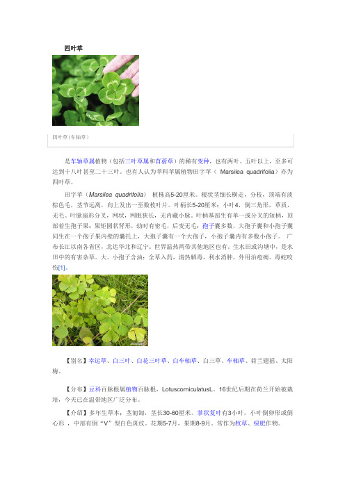 苜蓿草