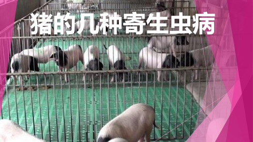 猪的几种寄生虫病