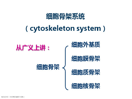 细胞生物学第七章细胞骨架