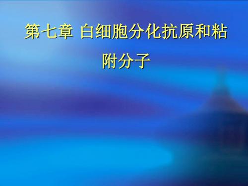 白细胞分化抗原ppt课件